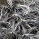 Illustration for article titled Shooting Challenge: Macro Gallery 2